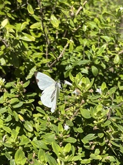 Leptophobia aripa