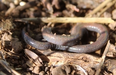 Batrachoseps nigriventris