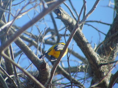 Icterus graduacauda