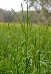 Hymenachne amplexicaulis