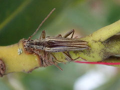 Navomorpha sulcata