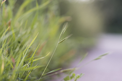 Brachypodium distachyon
