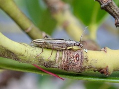 Navomorpha sulcata