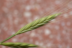 Brachypodium distachyon