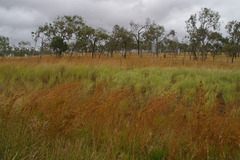 Themeda quadrivalvis