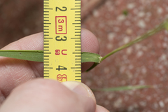 Brachypodium distachyon