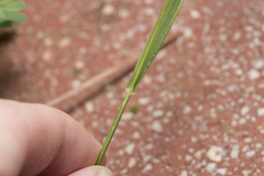 Brachypodium distachyon