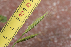 Brachypodium distachyon