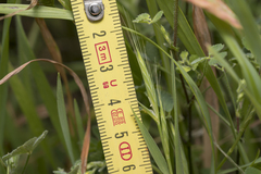 Brachypodium distachyon