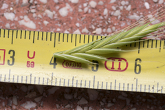 Brachypodium distachyon