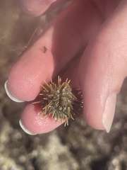 Strongylocentrotus purpuratus