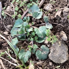 Ranunculus abortivus