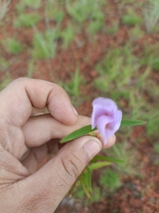 Strophostyles leiosperma