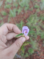 Strophostyles leiosperma