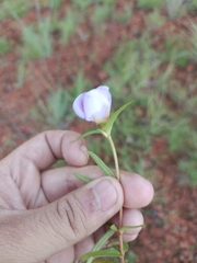 Strophostyles leiosperma