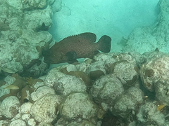 Cephalopholis cruentata