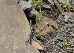 Iberolacerta bonnali