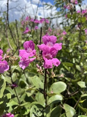 Fridericia