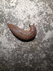 Ambigolimax valentianus