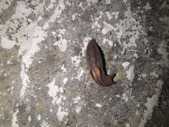 Ambigolimax valentianus