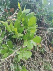 Lardizabala biternata