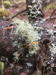 Usnea glabrescens