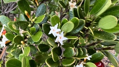 Alyxia buxifolia
