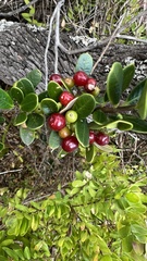 Alyxia buxifolia