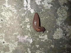 Ambigolimax valentianus