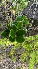 Alyxia buxifolia