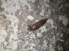 Ambigolimax valentianus