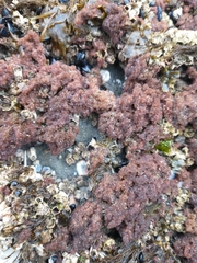 Callithamnion pikeanum