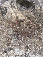 Callithamnion pikeanum