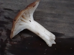 Cuphophyllus colemannianus