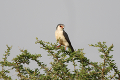 Polihierax semitorquatus