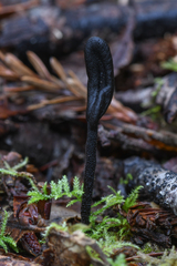 Trichoglossum