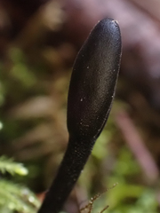 Trichoglossum