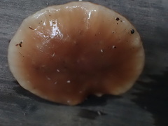 Cuphophyllus colemannianus