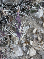 Grusonia aggeria