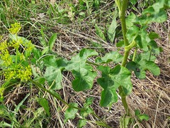 Pastinaca clausii