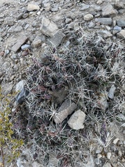 Grusonia aggeria