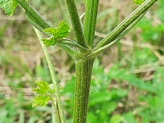 Pastinaca clausii