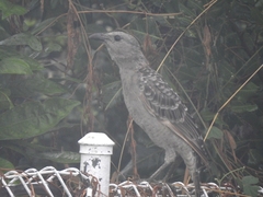 Chlamydera nuchalis