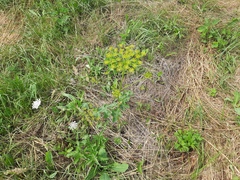 Pastinaca clausii
