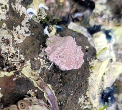 Patelloida corticata