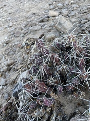Grusonia aggeria