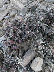 Grusonia aggeria