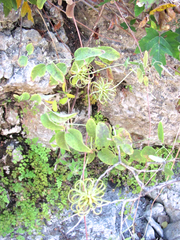 Clematis texensis