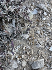 Grusonia aggeria