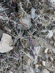 Grusonia aggeria
